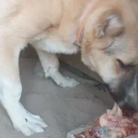 توله ۶ماهه|سگ|کاشان, دانشگاه|دیوار