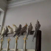 عروس هلندی رام.