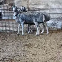 ۱۰ راس بره قوچی و بره ماده چینی قندوزی اصیل افغان