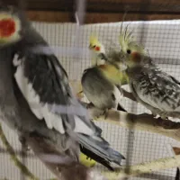 عروس هلندی کفتر قناری کوتوله برزیلی طوطی|پرنده|شیراز, بید زرد|دیوار