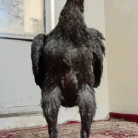 مرغ لاری طوس|حیوانات مزرعه|تهران, بوستان ولایت|دیوار