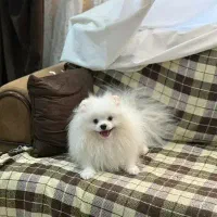 پامر خرسی نر سایز ریز