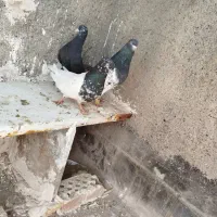 جفت کله سیاه فروشی|پرنده|مشهد, انقلاب|دیوار