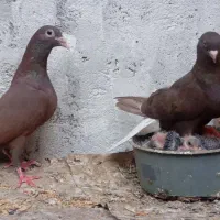 یک جفت کبوتر لاکی با جوجه