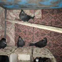 زاغ آبادانی|پرنده|آذرشهر, |دیوار