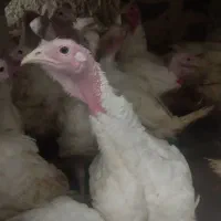 بوقلمون  لطفا۰۹۹۰درصورت۵۶۳تماس۷۸منتظر۵۰