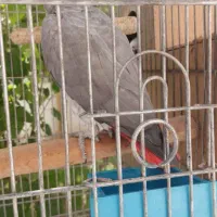 کاسکو تخم گذار|پرنده|گرگان, |دیوار