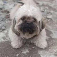 سگ شیتزو نر