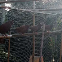 کبوتر تیرماه ساعت بالا