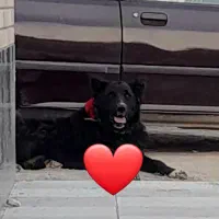 واگذاری سگ قدرجونی سرومچ دار همه چی تموم