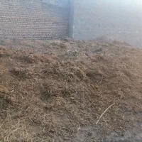 پهن گاو|خدمات باغبانی و درختکاری|گالیکش, |دیوار