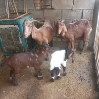 بز بابزغاله|حیوانات مزرعه|شوش, |دیوار