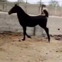 نریون|اسب و تجهیزات اسب‌سواری|تهران, جوادیه|دیوار