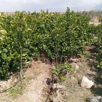 انواع نهال مرکبات|خدمات باغبانی و درختکاری|جیرفت, |دیوار