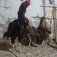 خروس لاری