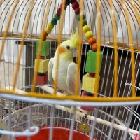 عروس هلندی