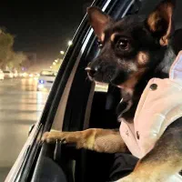 سگ  شی واوا|سگ|تربت‌حیدریه, سرمحله|دیوار