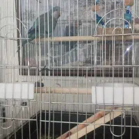 طوطی راحب