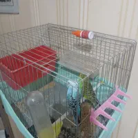 مرغ عشق نر وماده