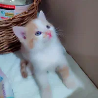 دنیای گربه ها|گربه|ری, شهرری|دیوار