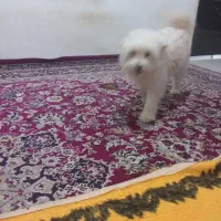 فروش سگ فانتزی زیبا