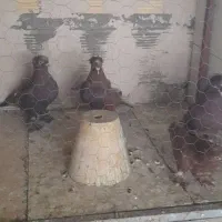 راعبی دوکاکوله|پرنده|اصفهان, ارزنان|دیوار