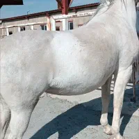 فروش اسب ماده کورد|اسب و تجهیزات اسبسواری|کامیاران, |دیوار