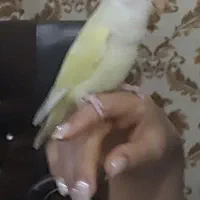 طوطی برزیلی