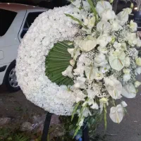 گلکده لنالند|گل و گیاه طبیعی|قائمشهر, |دیوار