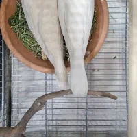 کبوتر خانگی آلبینو با جوجه|پرنده|تهران, المهدی|دیوار