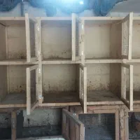 فروش جفت کن کبوتر|لوازم جانبی حیوانات|بابل, |دیوار