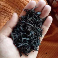 چای اصیل لاهیجان روستای سطلسر