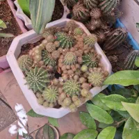 کاکتوس|گل و گیاه طبیعی|اصفهان, فرح آباد|دیوار