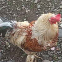 خروس برهما|حیوانات مزرعه|سنگر, |دیوار