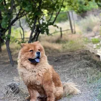 سگ چاوچاوو|سگ|کرمان, |دیوار