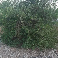 فروش باغ ۱۰۰۰ متری