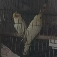 مرغ عروس فوری