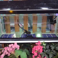 شیشه آکواریوم|ماهی|مرودشت, ژیان|دیوار