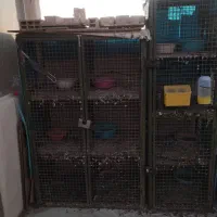 جفتگاه کبوتر