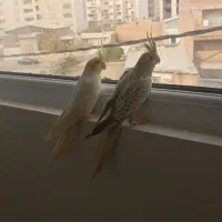 یه جفت عروس هلندی