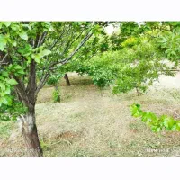 باغ-سرسبز-زیبا-دارای-انواع-میوه