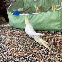 عروس هلندی سه عدد|پرنده|پارس‌آباد, |دیوار