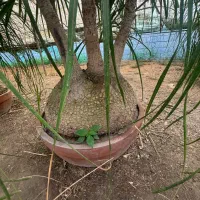 لیندا غول پیکر ۴/۵۰۰