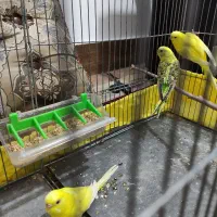 مرغ‌ عشق|پرنده|داراب, |دیوار