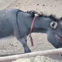 الاغ ماده