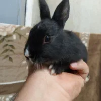 بچه خرگوش بوشهر|موش و خرگوش|بوشهر, |دیوار