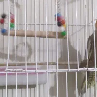 ی جفت عروس هلندی