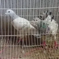 جفتگاه|پرنده|تربت‌حیدریه, ۴۵ متری|دیوار