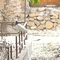 کبوتر طوقی تاج دار