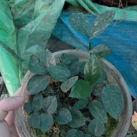 پک کامل زامو سبز فقط ۱۵۰